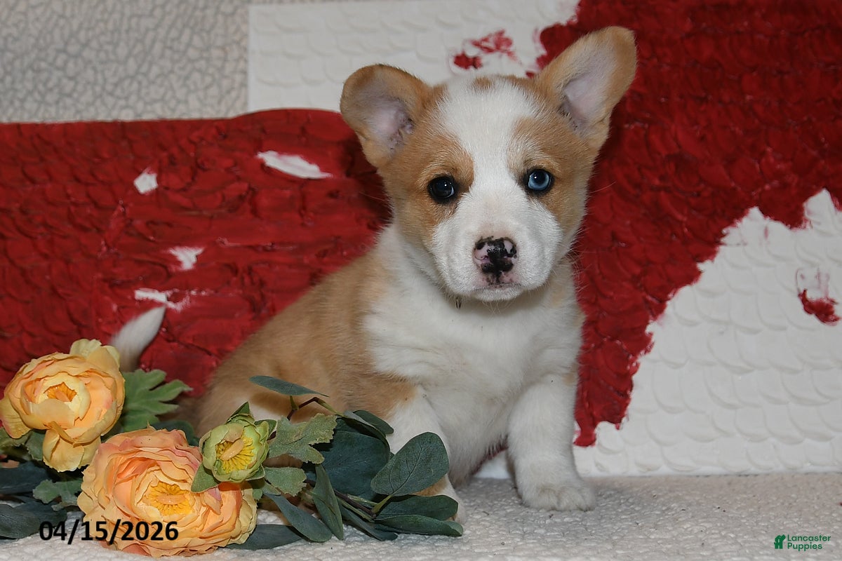 Welsh Corgi Pembroke dogs Dove - Ad 2