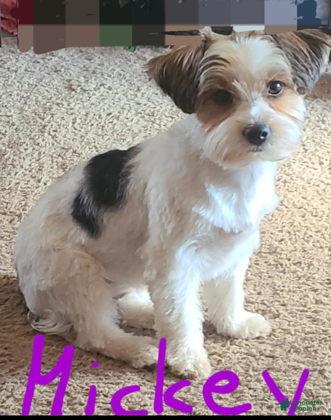 Yorkshire Terrier dogs for sale: Yorkshire Terrier Puppy 1 - Ad 4