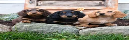 Miniature Dachshund dogs for sale: Reba - Ad 5