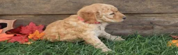 Goldendoodle dogs for sale: Mia - Ad 4
