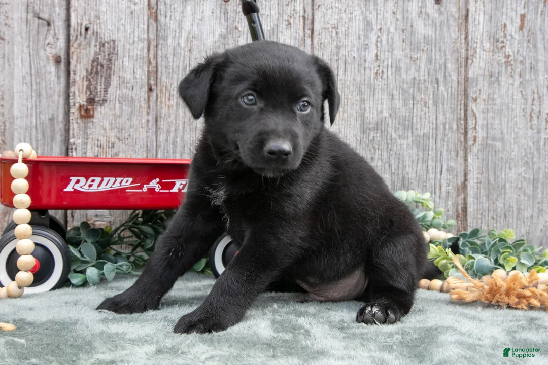 Mixed Breed dogs for sale: Sancho - Ad 3