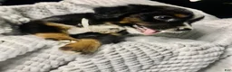 Australian Shepherd dogs for sale: Sky (black tri)(female) - Ad 4
