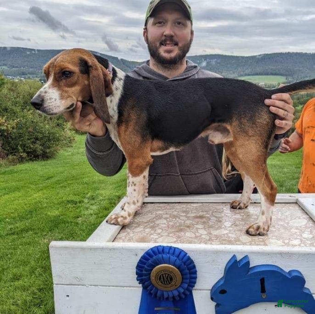 Beagle dogs for sale: Beagle Puppy 3 - Ad 10