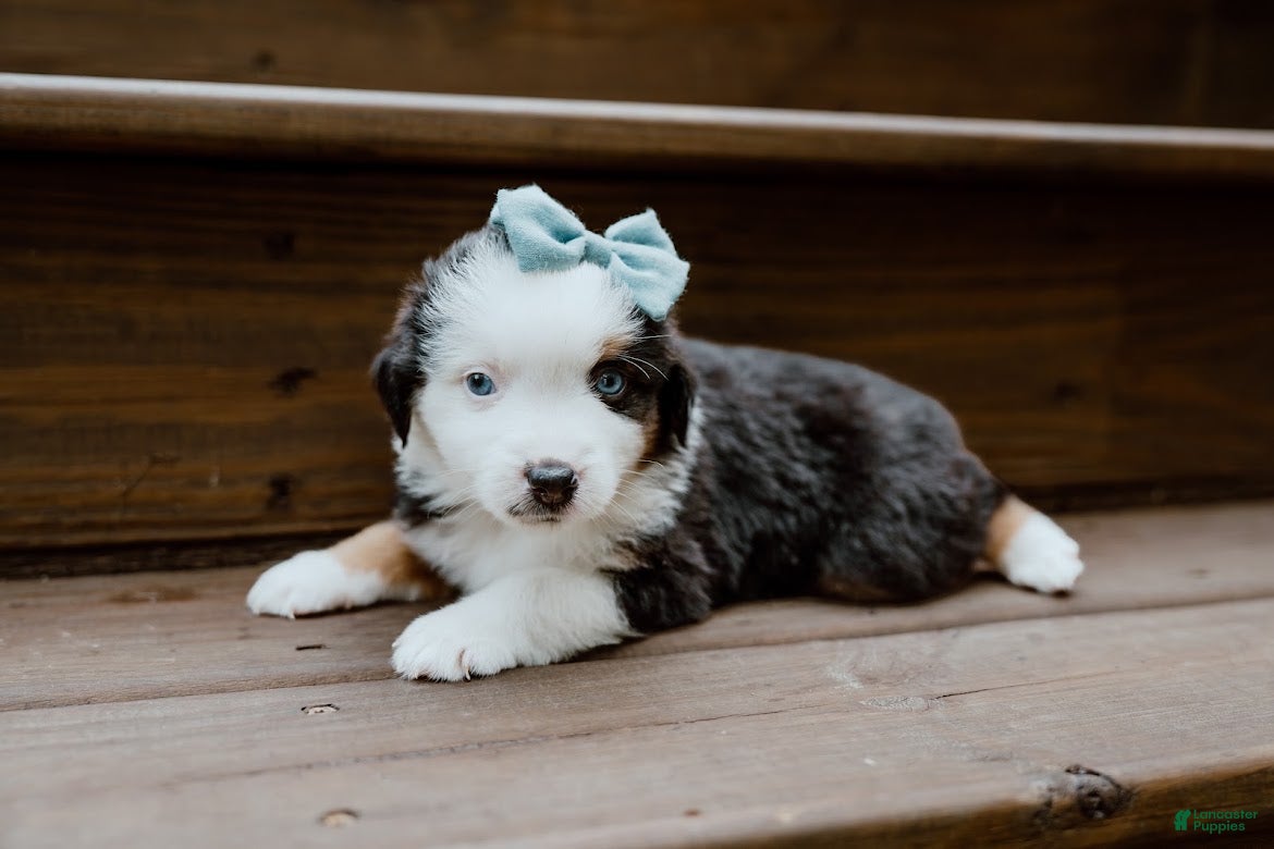 Miniature Australian Shepherd dogs Thunder - Ad 2