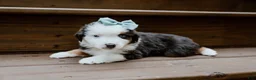 Miniature Australian Shepherd dogs for sale: Thunder - Ad 2
