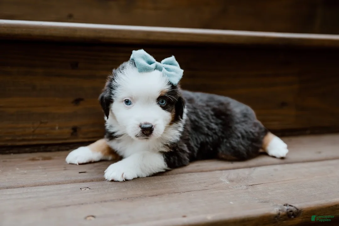 Miniature Australian Shepherd dogs for sale: Thunder - Ad 2