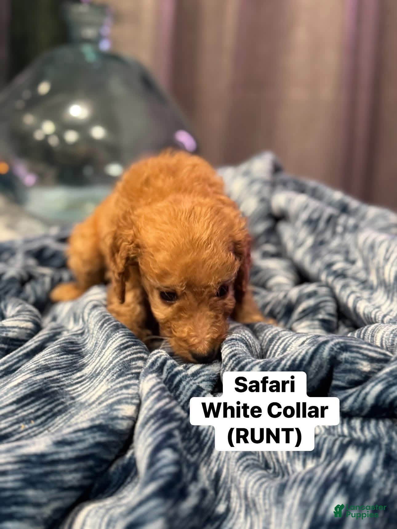Standard Poodle dogs Safari White collar - Ad 1