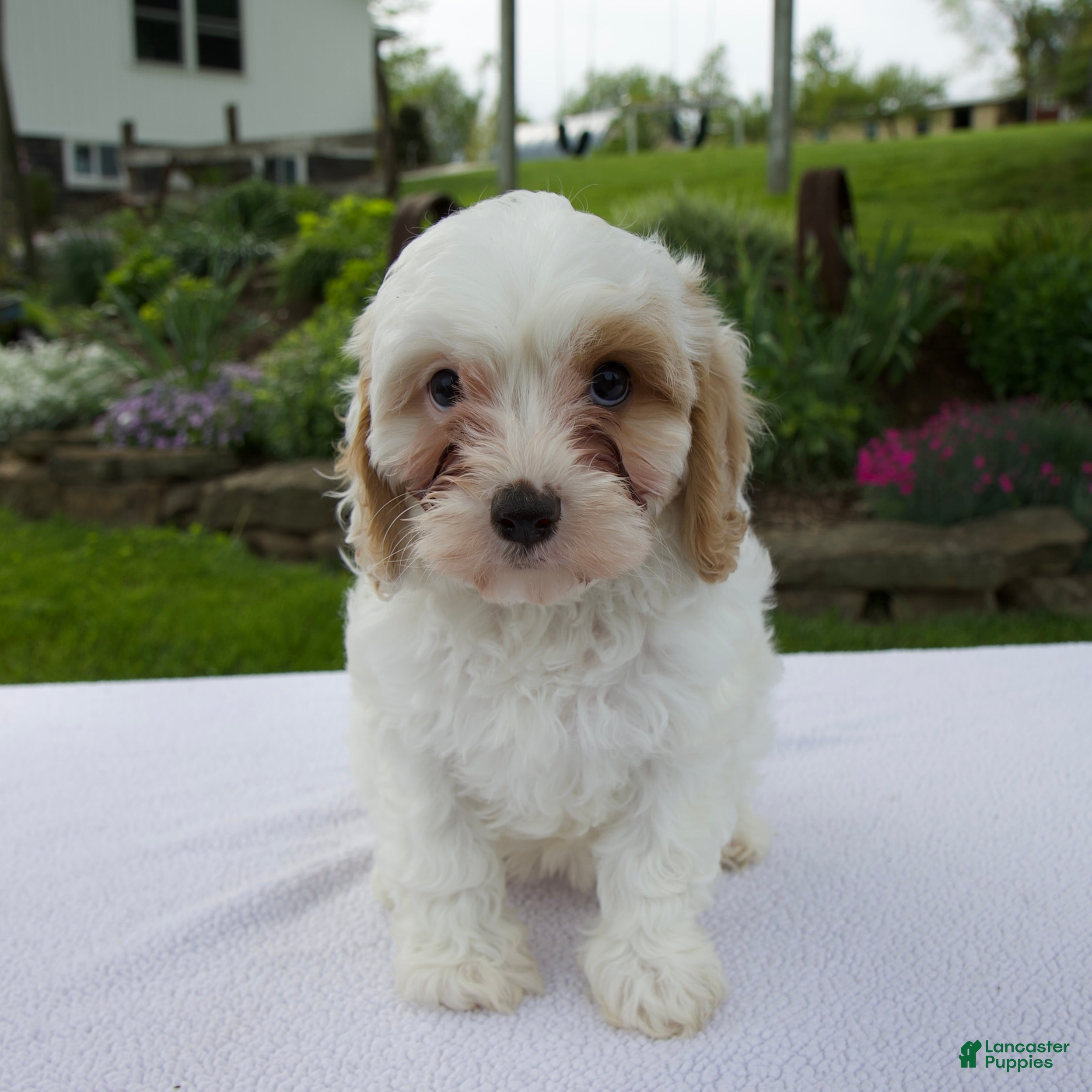 Cavapoo dogs Annie - Ad 1