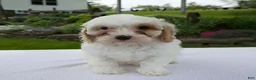 Cavapoo dogs for sale: Annie - Ad 1