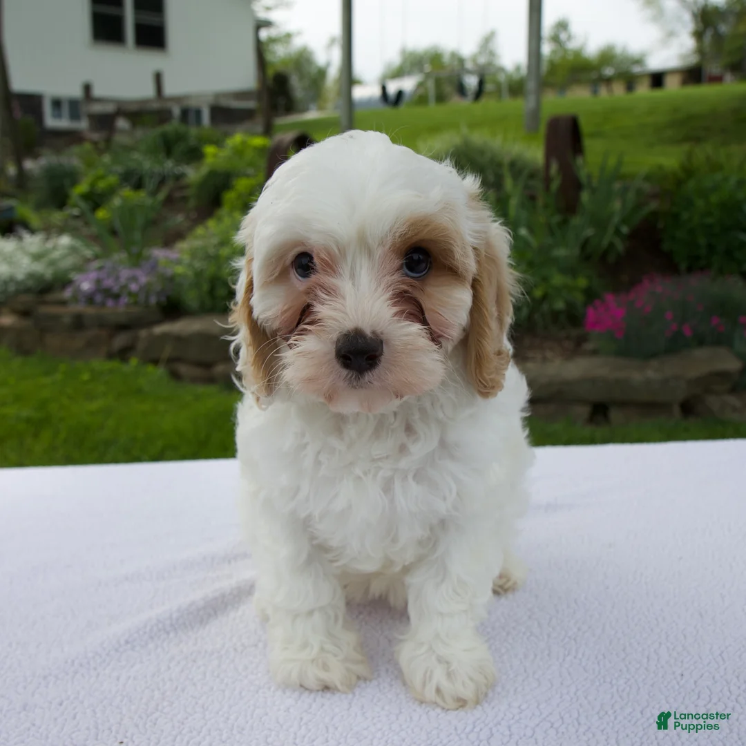 Cavapoo dogs for sale: Annie - Ad 1