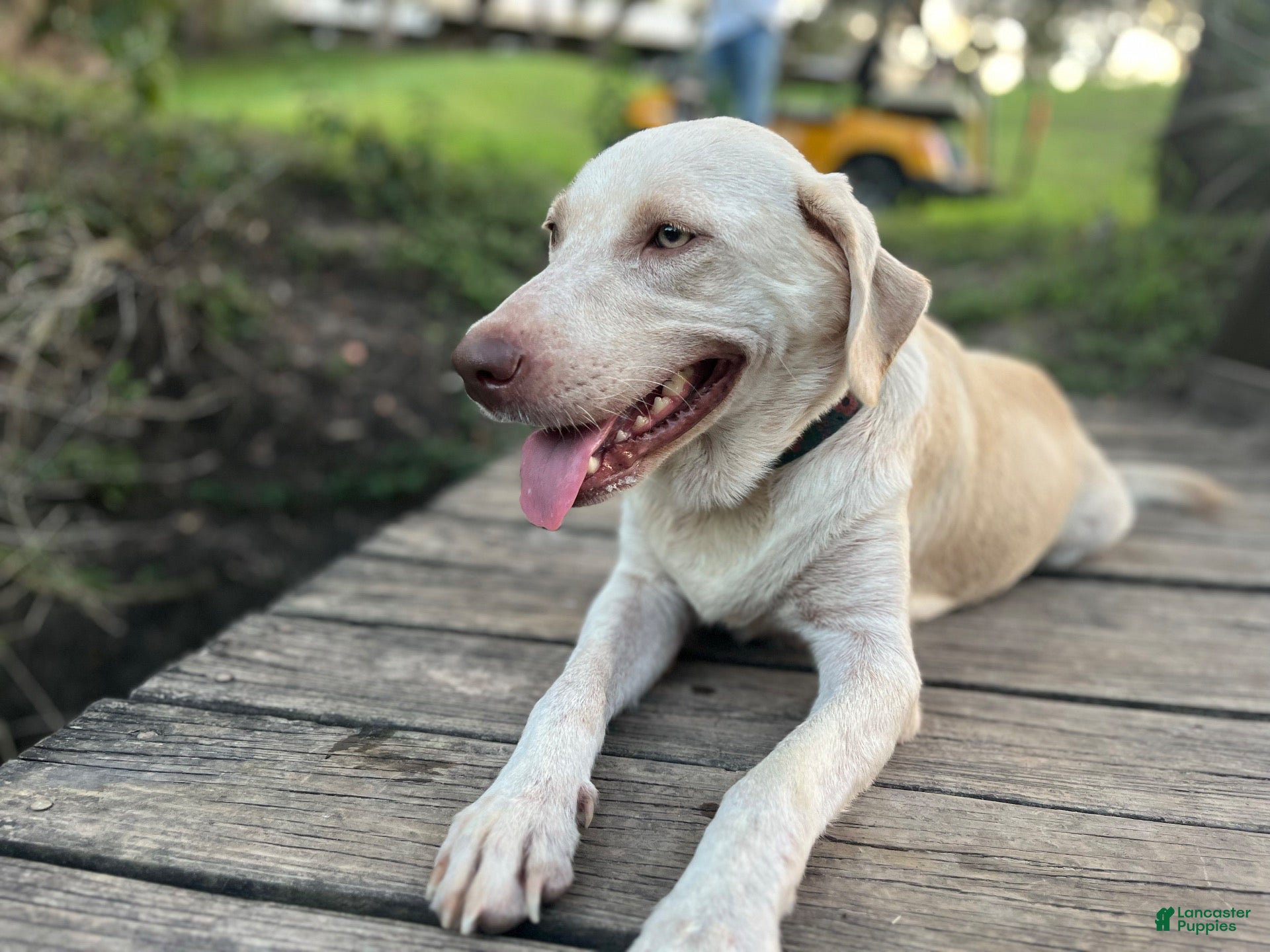 Labrador Retriever dogs Gray- Female - Ad 2