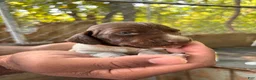 German Shorthaired Pointer dogs for sale: German Shorthaired Pointer 7 - Ad 3