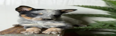 Australian Cattle Dog Puppy 2