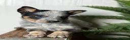 Australian Cattle Dog dogs for sale: Australian Cattle Dog Puppy 2 - Ad 1