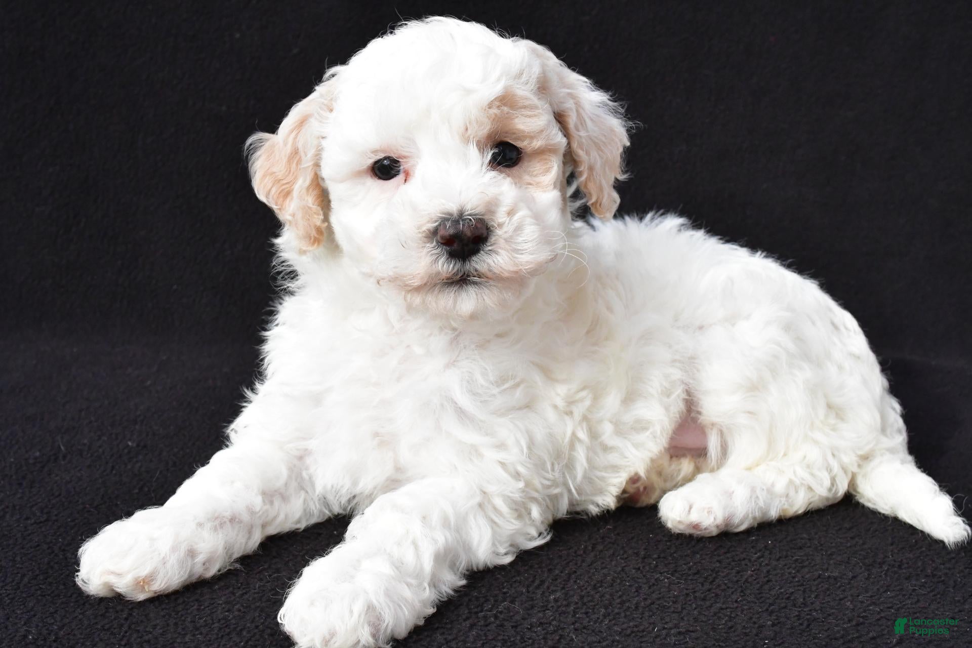 Maltipoo dogs for sale: Gibson - Ad 1