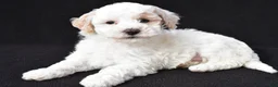 Maltipoo dogs for sale: Gibson - Ad 1