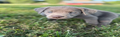 Labrador Retriever Green