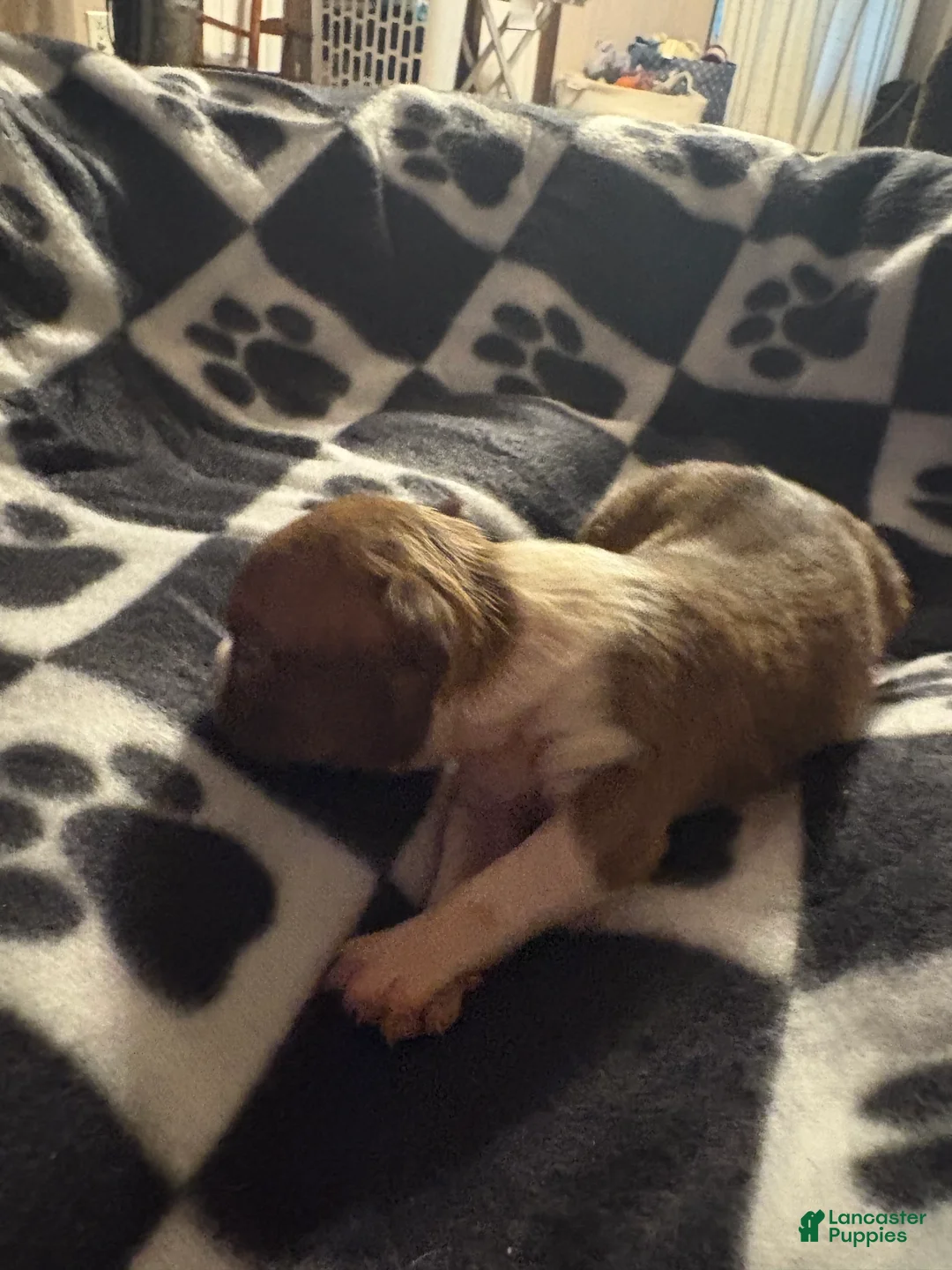 Boston Terrier dogs for sale: Rapunzel  - Ad 2