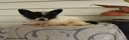 Papillon dogs for sale: Rain - Ad 3