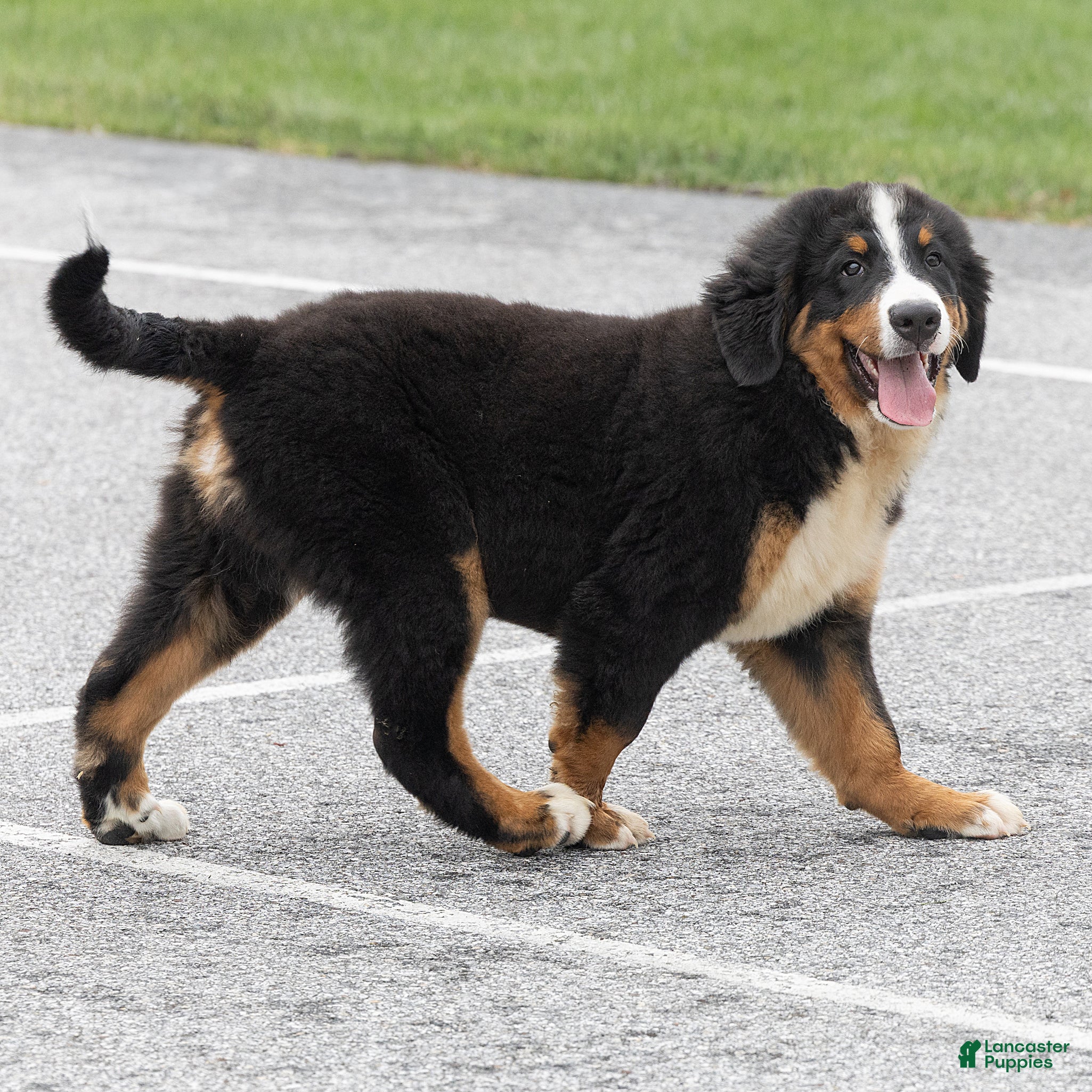 Bernese Mountain Dog dogs Brady (Genetically Clear) Bernese Mountain Dog  - Ad 2