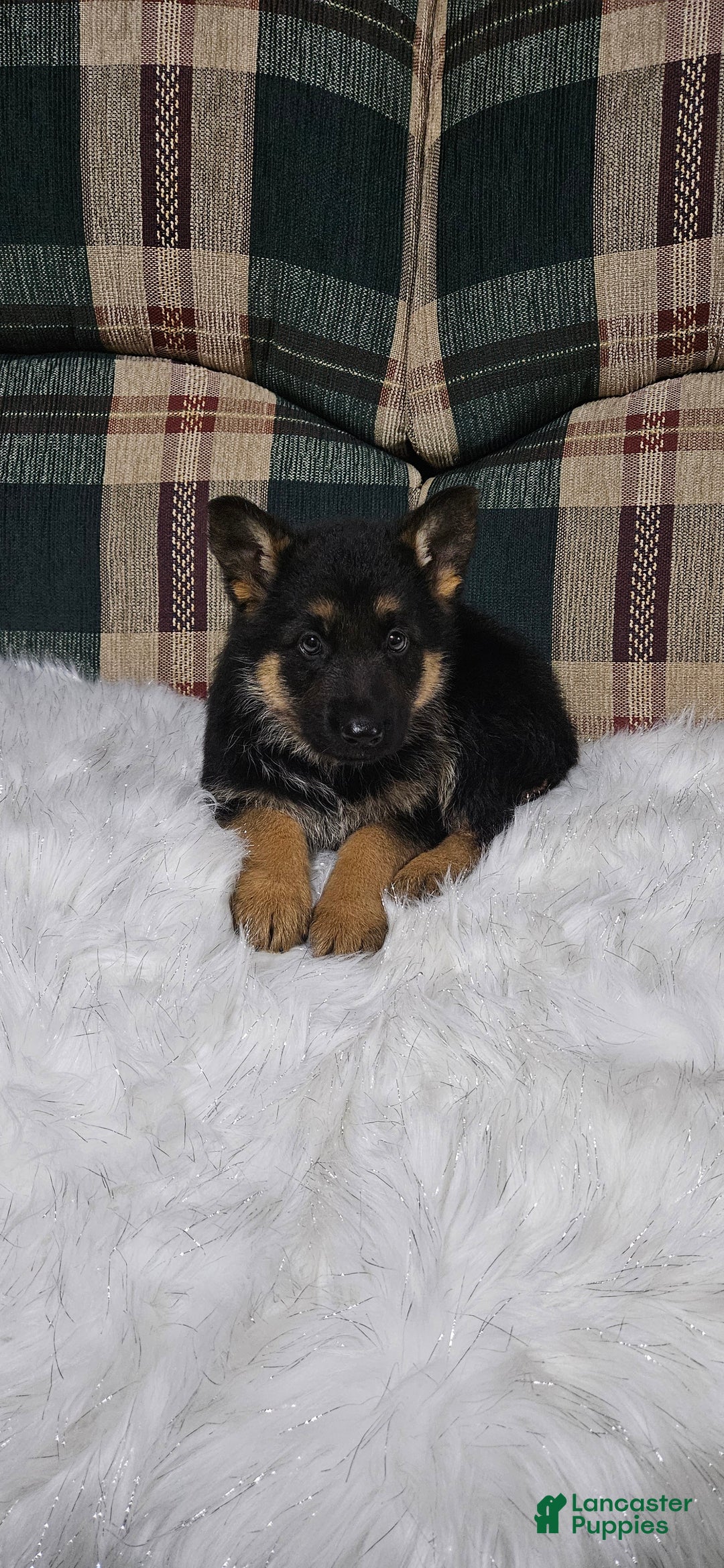 German Shepherd dogs for sale: Finn - Ad 11