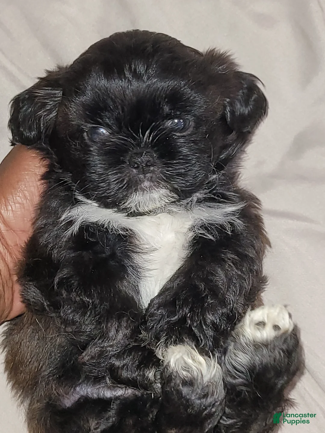 Shih Tzu dogs for sale: Midas - Ad 1