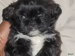 Shih Tzu dogs Midas - Ad 8