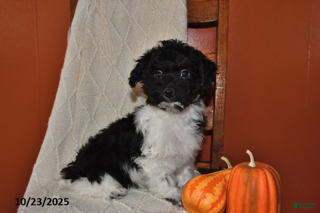 Havanese dogs for sale: Jack  - Ad 14