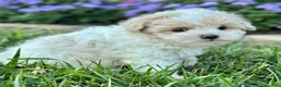 Maltipoo dogs for sale: Casey - Ad 6