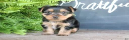 Morkie dogs for sale: Cookie - Ad 4