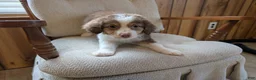 Miniature Australian Shepherd dogs for sale: Miniature Australian Shepherd 2 - Ad 2