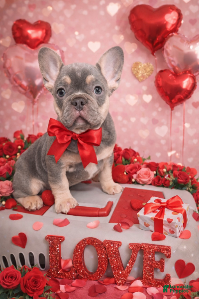 French Bulldog dogs for sale: Frankie - Ad 3