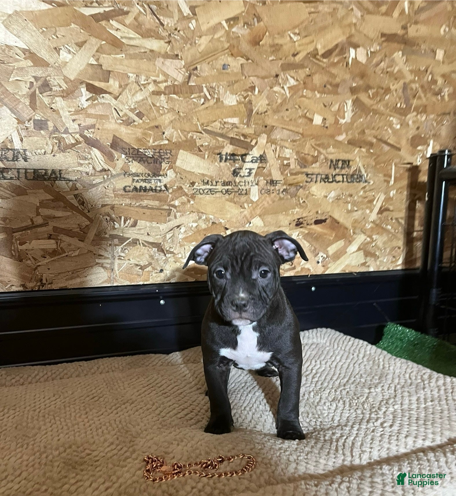 American Bully dogs Nova - Ad 35