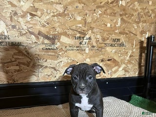 American Bully dogs Nova - Ad 35