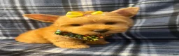 Yorkshire Terrier dogs for sale: Yorkshire Terrier 3 - Ad 5