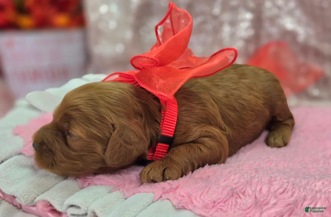 Cockapoo dogs for sale: Glaze - Ad 2