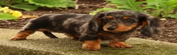 Miniature Dachshund dogs for sale: Tiny - Ad 8