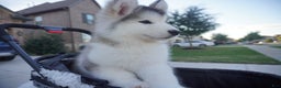 Alaskan Malamute dogs for sale: Xiao Lv - Ad 15