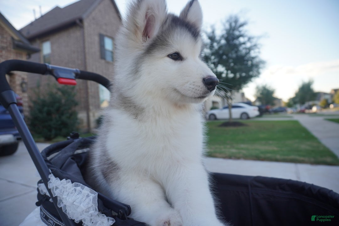 Alaskan Malamute dogs for sale: Xiao Lv - Ad 15