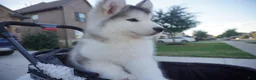 Alaskan Malamute dogs for sale: Xiao Lv - Ad 16