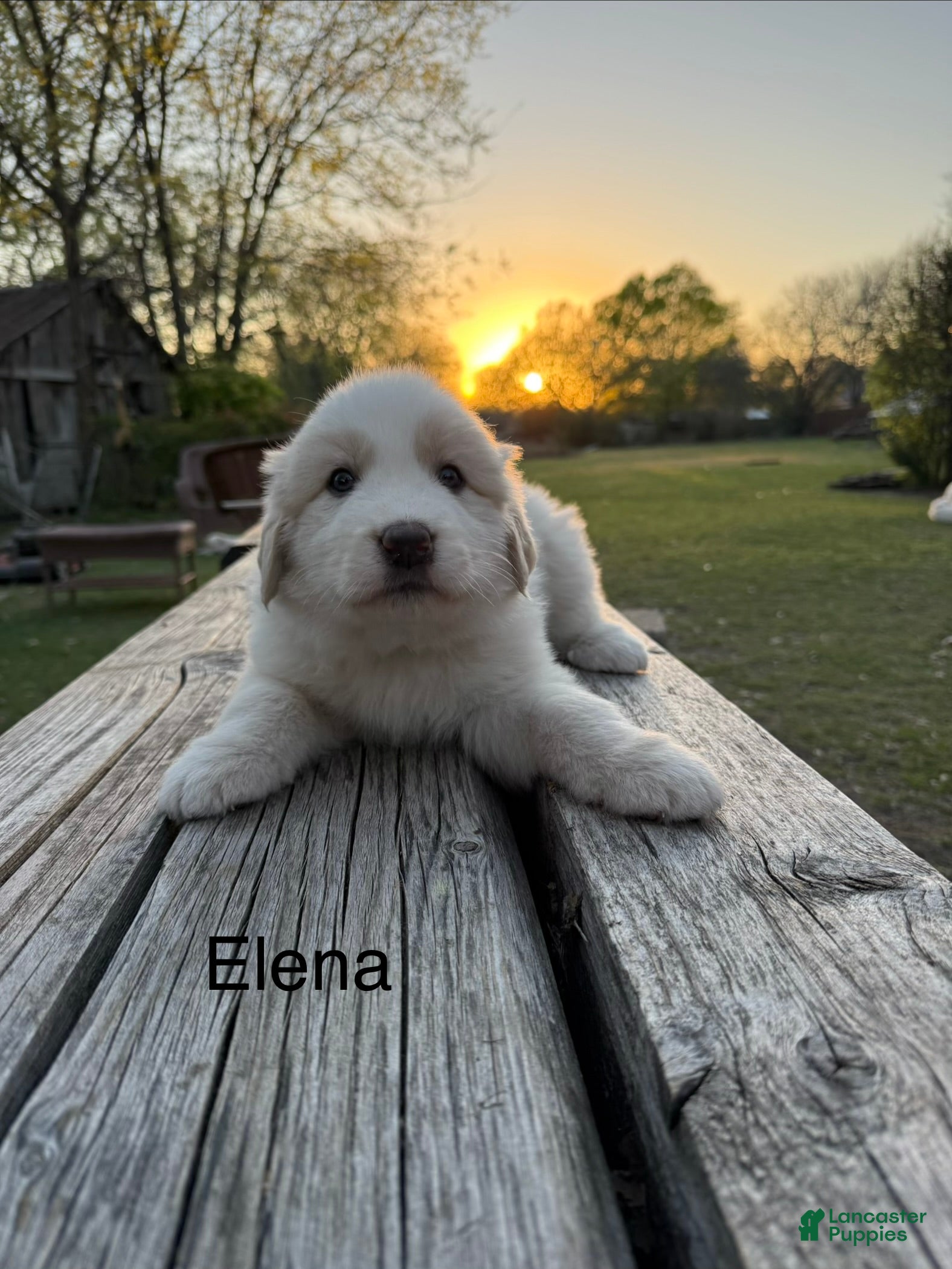 Great Pyrenees dogs Great Pyrenees Puppy 8 - Elena - Ad 1