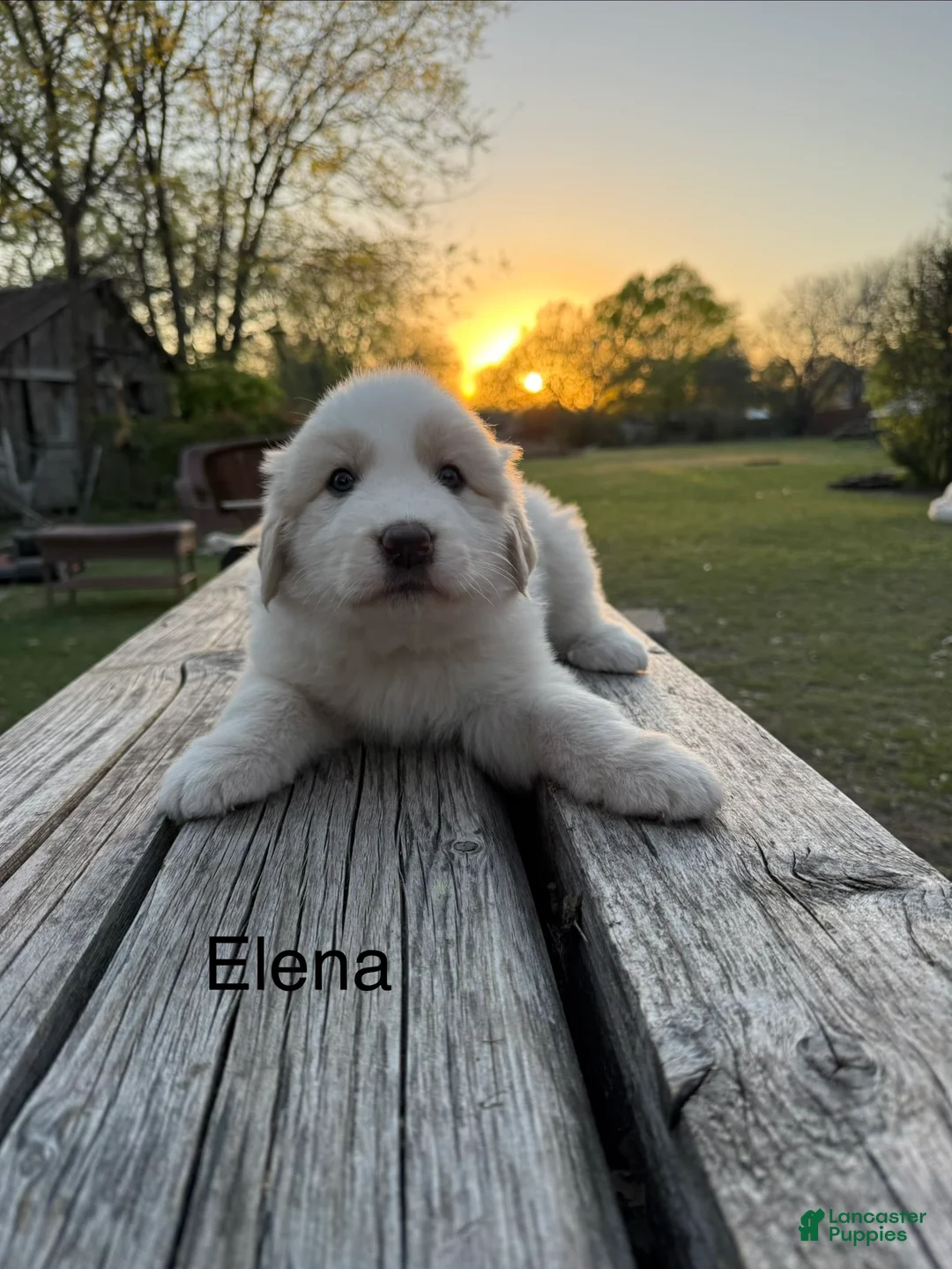 Great Pyrenees dogs for sale: Great Pyrenees Puppy 8 - Elena - Ad 1