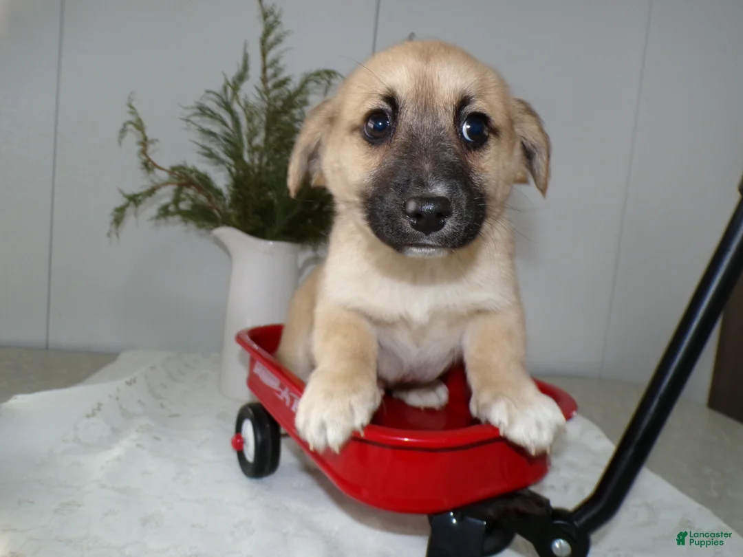 Mixed Breed dogs for sale: Mixed Breed Puppy 2 Oliver - Ad 3