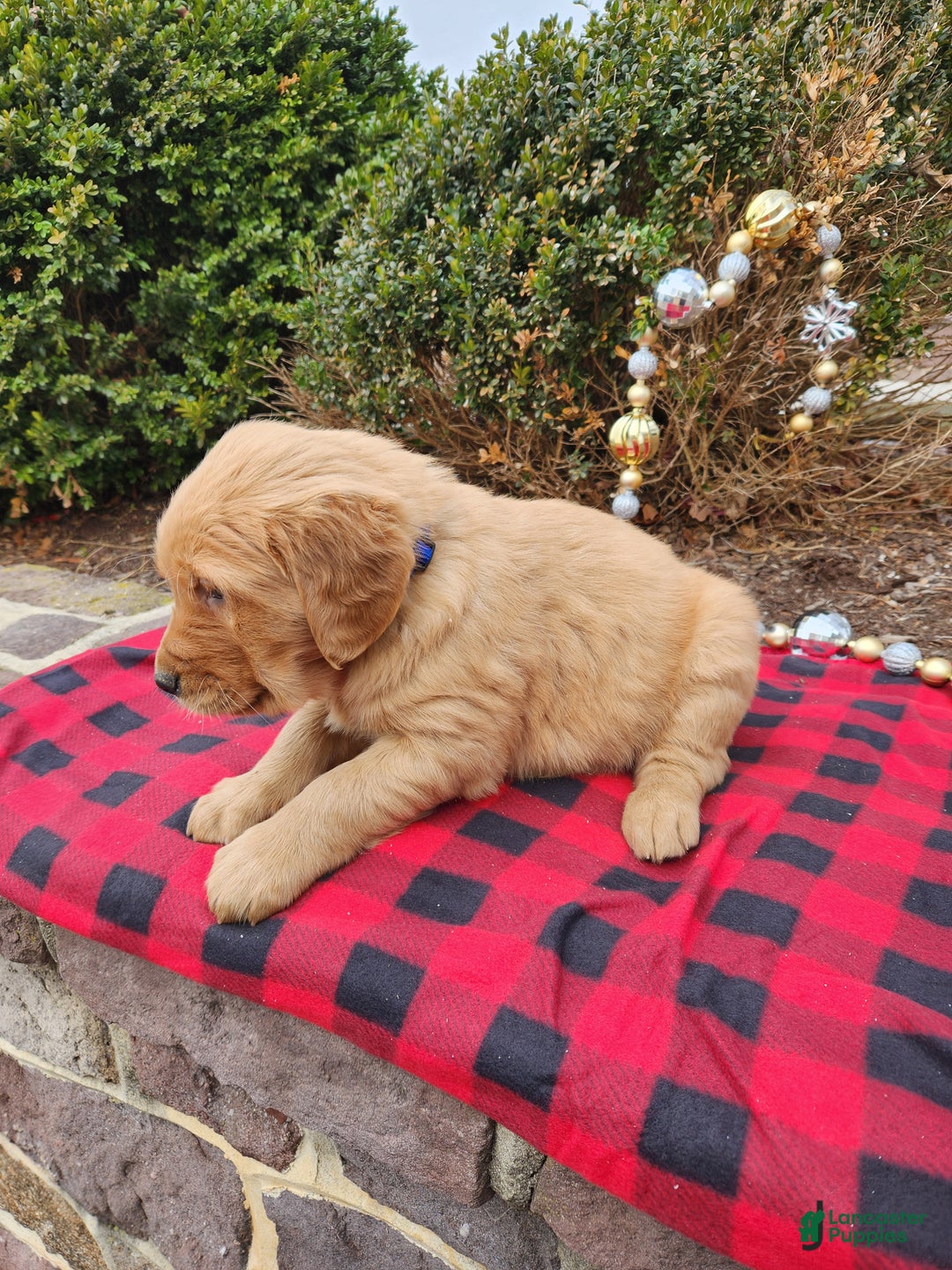 Golden Retriever dogs for sale: Jack - Ad 3