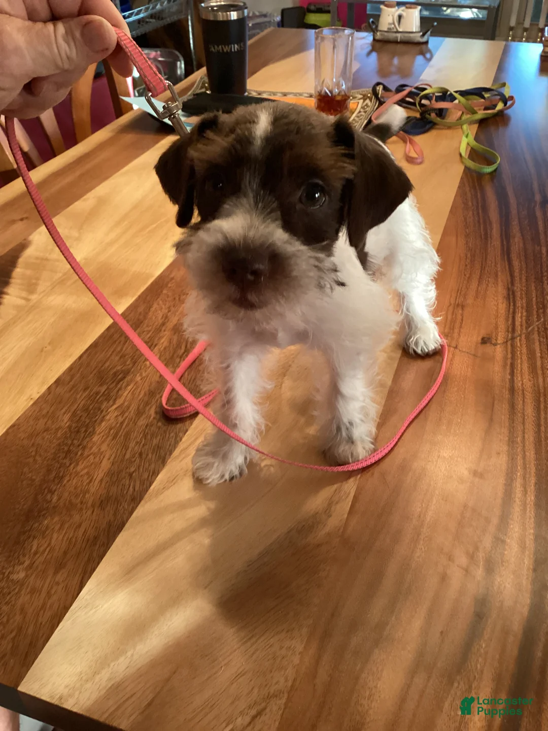 Miniature Schnauzer dogs for sale: Miniature Schnauzer 4 - Ad 2
