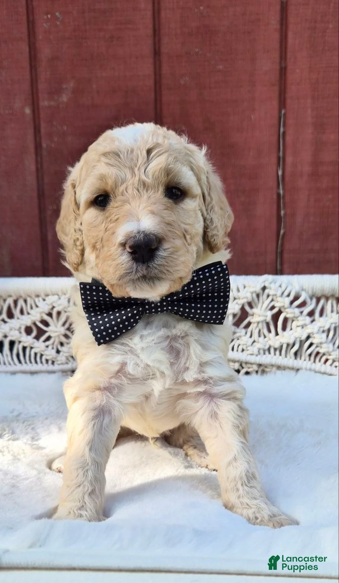 Goldendoodle dogs for sale: Banana - Ad 1