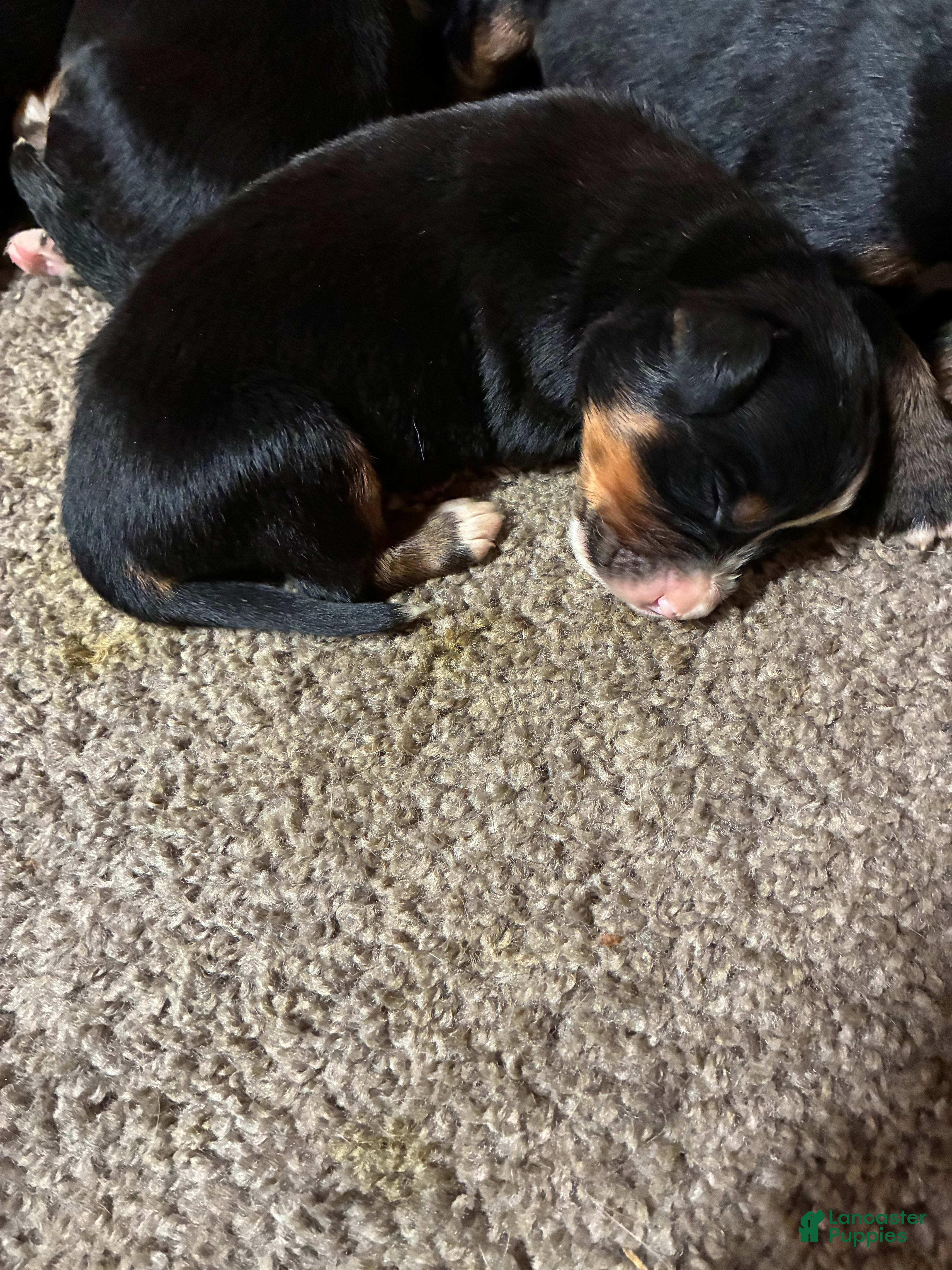 Bernese Mountain Dog dogs Rosie - Ad 2