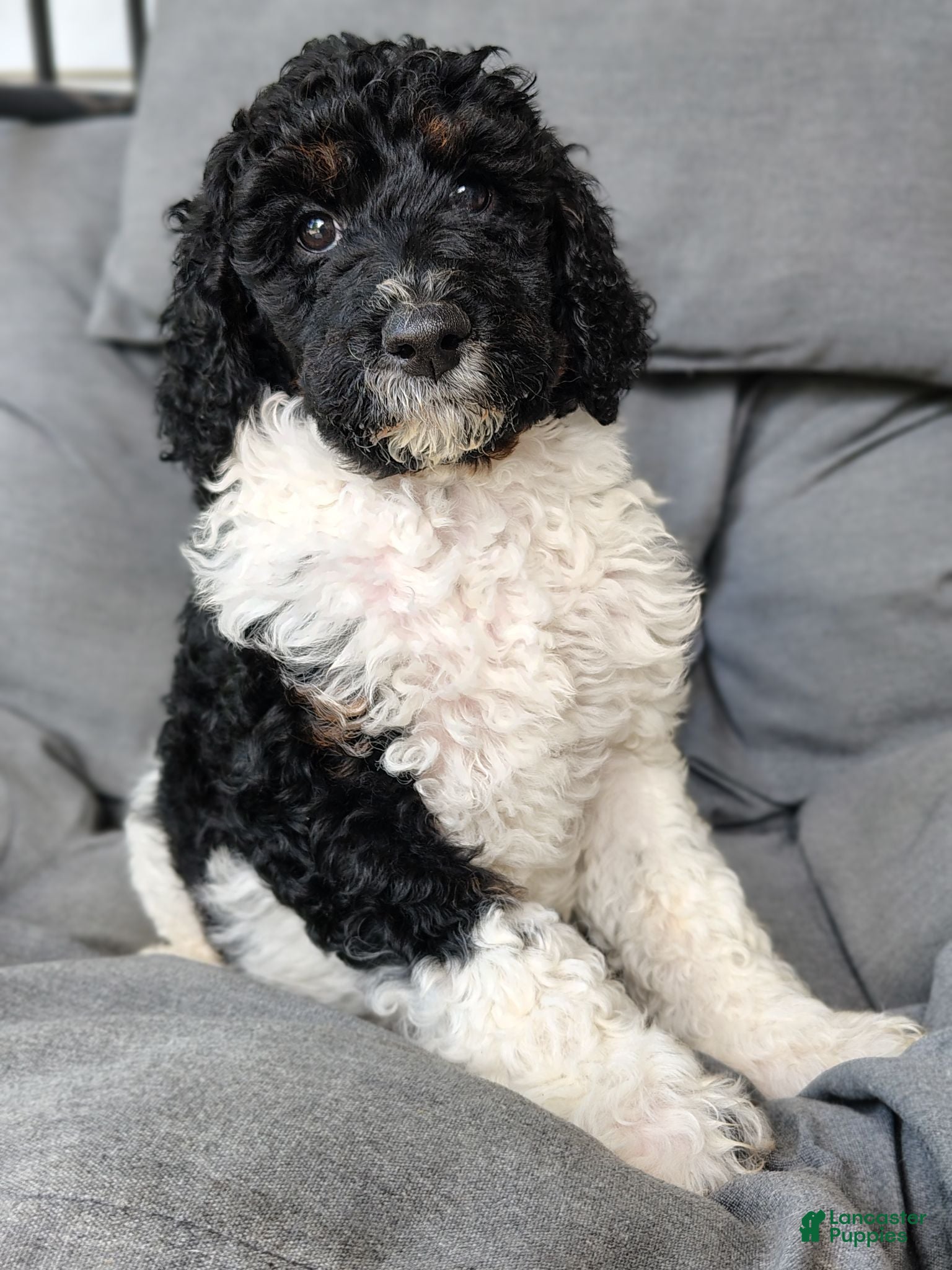 Standard Poodle dogs for sale: Nova  - Ad 2