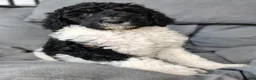 Standard Poodle dogs for sale: Nova  - Ad 1