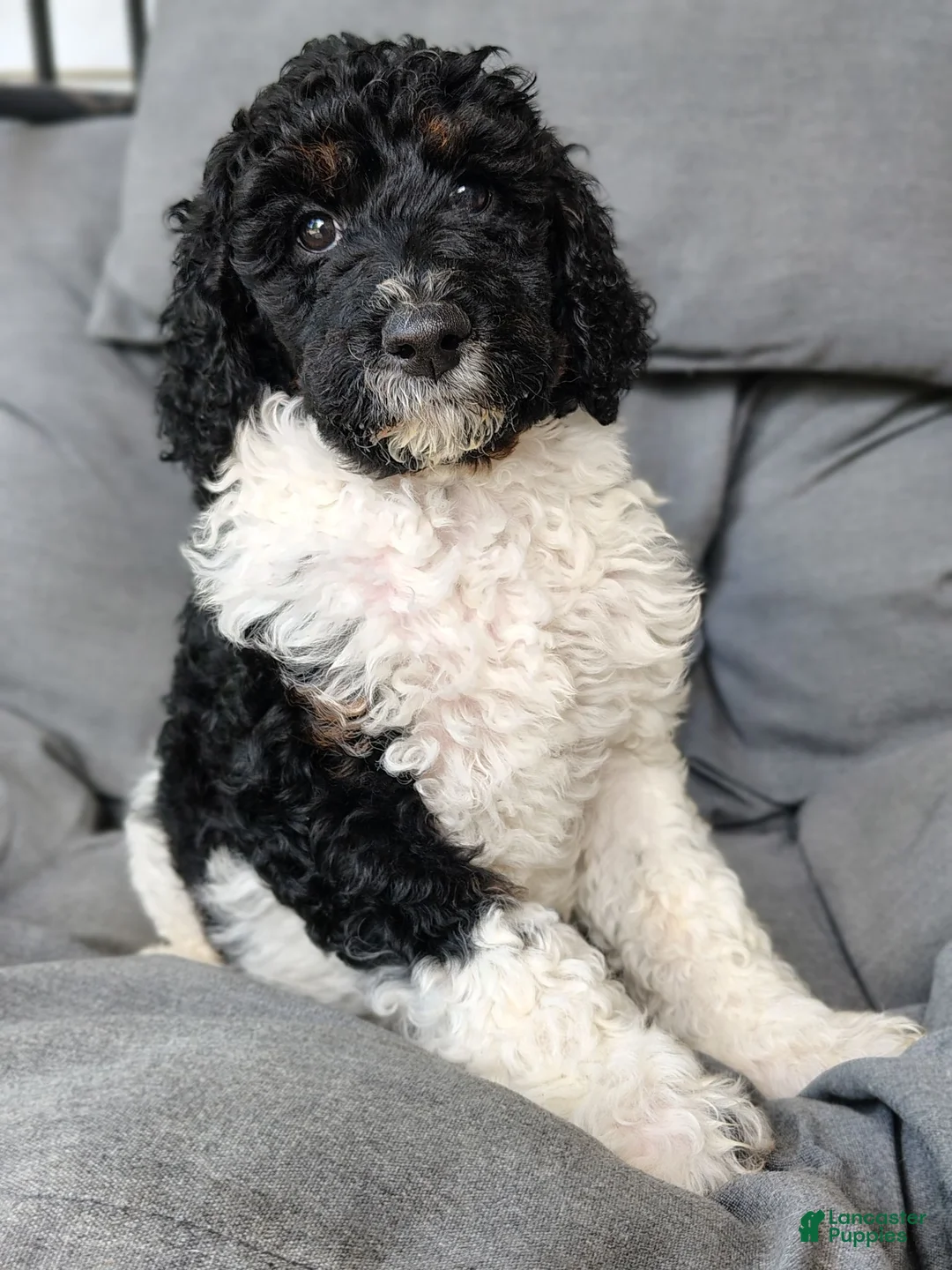 Standard Poodle dogs for sale: Nova  - Ad 1